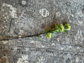 45" Green Snowball Hydrangea Branch
