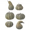 Bag of Aged Assorted Pumpkins - Green