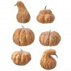 Bag of Aged Assorted Pumpkins - Tan