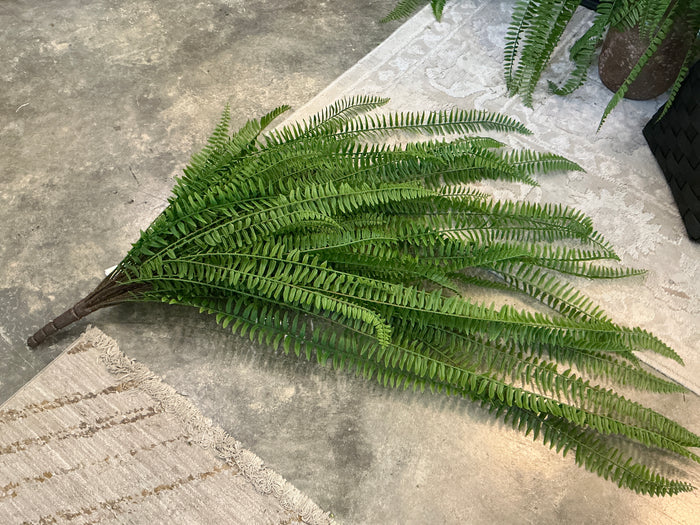 Boston Fern Bush W/69Lvs, 40" UV