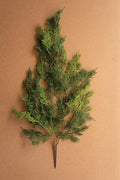 Cedar Spray