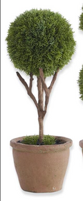 Cypress Topiary Tree