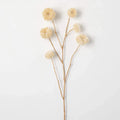 Dried Pod Spray