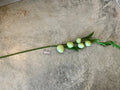 GOMPHOCARPUS FRUTICOSUS 40'',GREEN