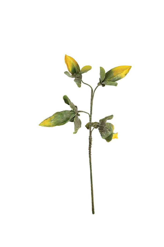 Green and Yellow Pod Spray