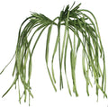 Green Frond