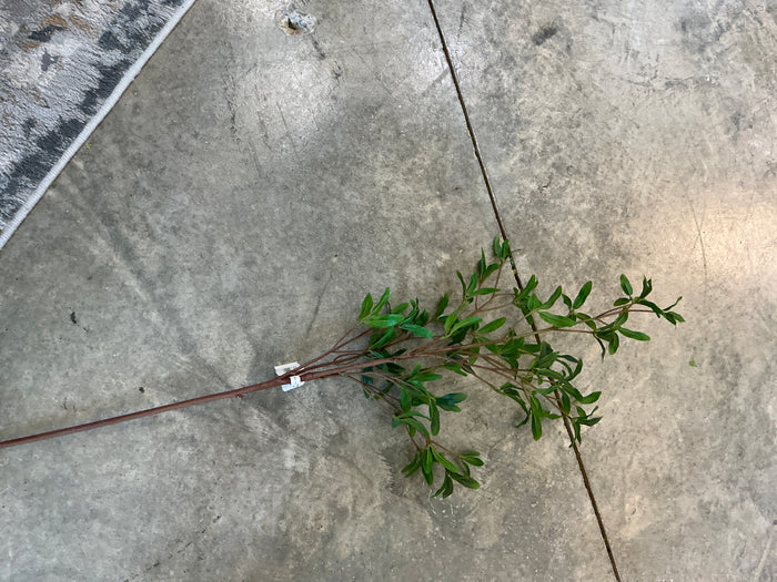 GRN ASIAN PRIVET SPRAY 33"
