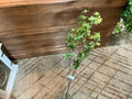 GRN STARRY LEAF SPRAY 49"