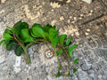 MARBLE JADE BUSH X12 24'',GREEN