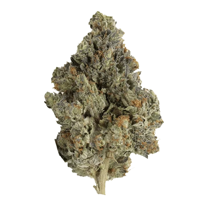 Close-up view of the Master Kush Ultra cannabis bud, showcasing its dense, textured structure against a neutral background.