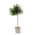 Mini Potted Tea Leaf Topiary