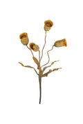 Orange Pod Spray