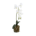 Orchid in Moss