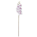 Orchid Stem - White and Purple