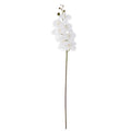 Orchid Stem - White