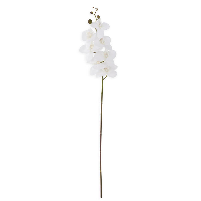 Orchid Stem - White