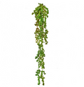 PL NAT TCH NUT SUCCULENT VINE 19" 1