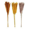 Preserved Pampas