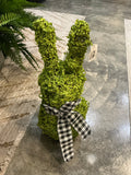 SPGR 18" BABY TEARS VINE BUNNY