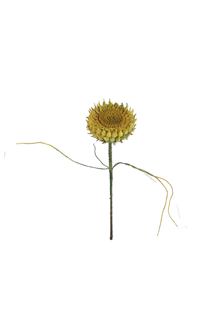 Sunflower Bud Pick