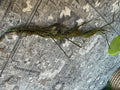 Twig Garland 36"L Plastic