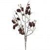 Wild Cotton Spray - Brown