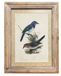 Wood Framed Bird Print